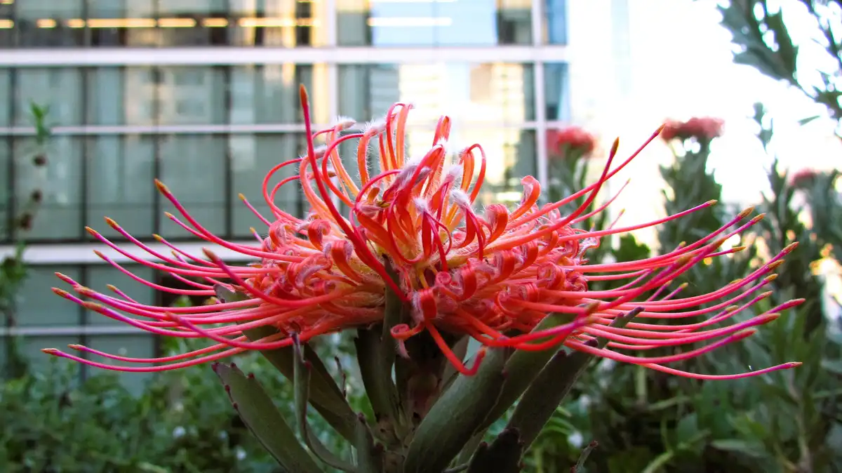 Check out that flower, it's definitely a 'wild' one!