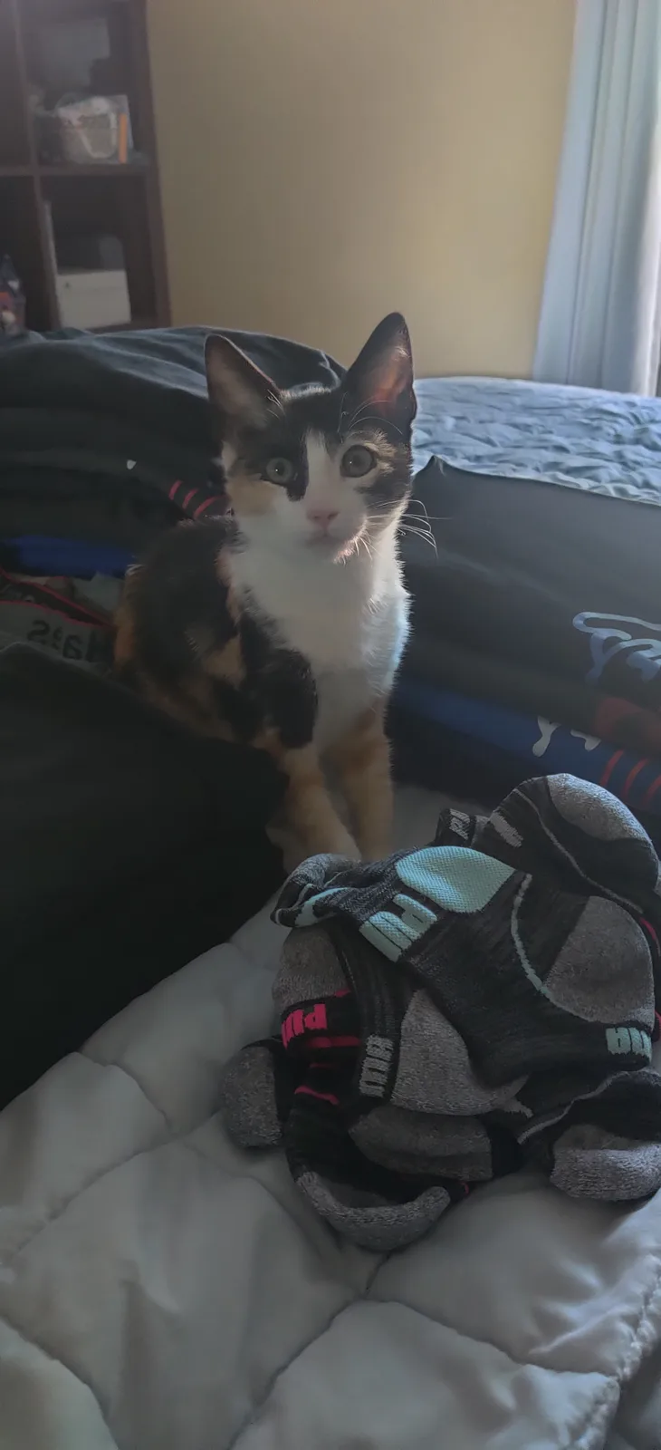 A calico cat with wide, innocent eyes sits on a bed surrounded by a pile of mismatched socks, looking directly at the camera…