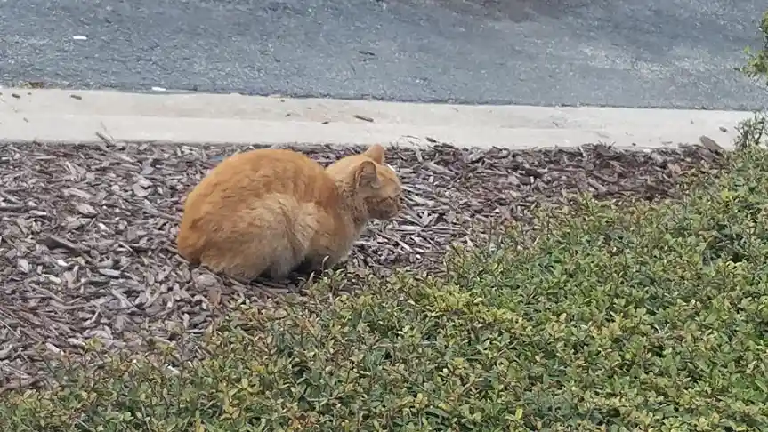 A fluffy orange tabby cat is curled up and sitting still on a bed of wood chips next to a green bush and a concrete curb…