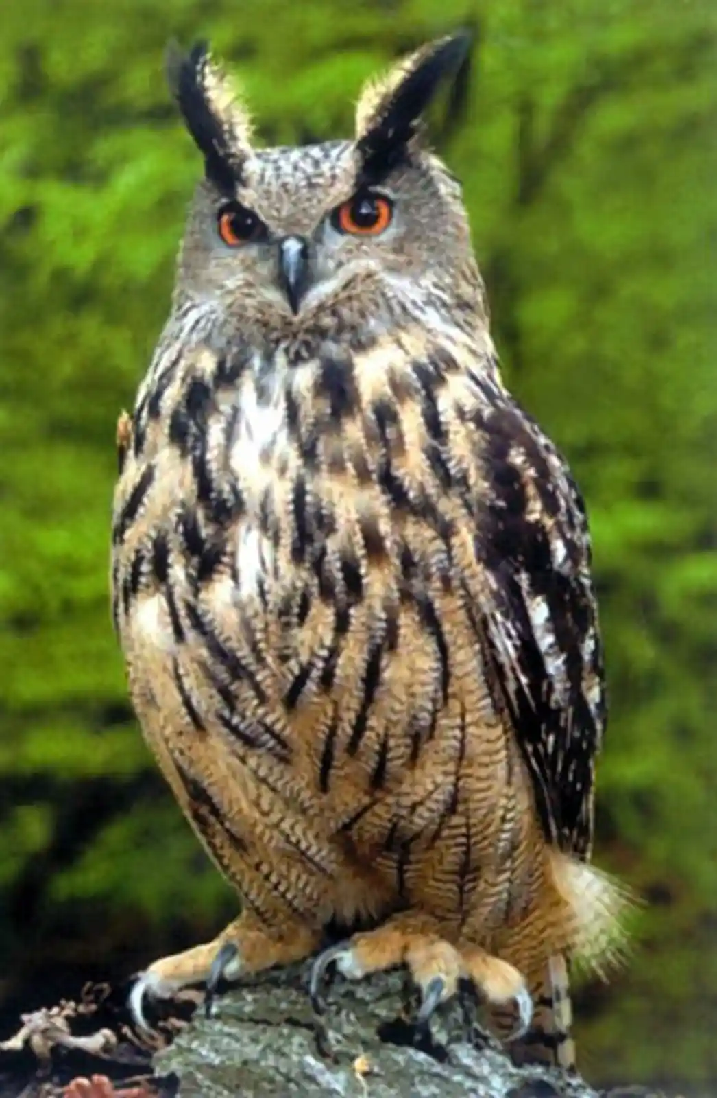 A close-up photograph of a large, majestic owl with prominent ear tufts, intense orange eyes, and mottled brown and black…