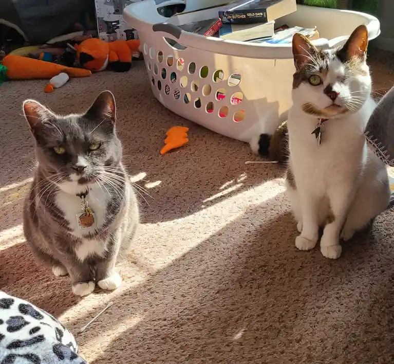 Two cats sit on a carpeted floor in a sunbeam, one gray with a white chest and the other calico with a white face, both…
