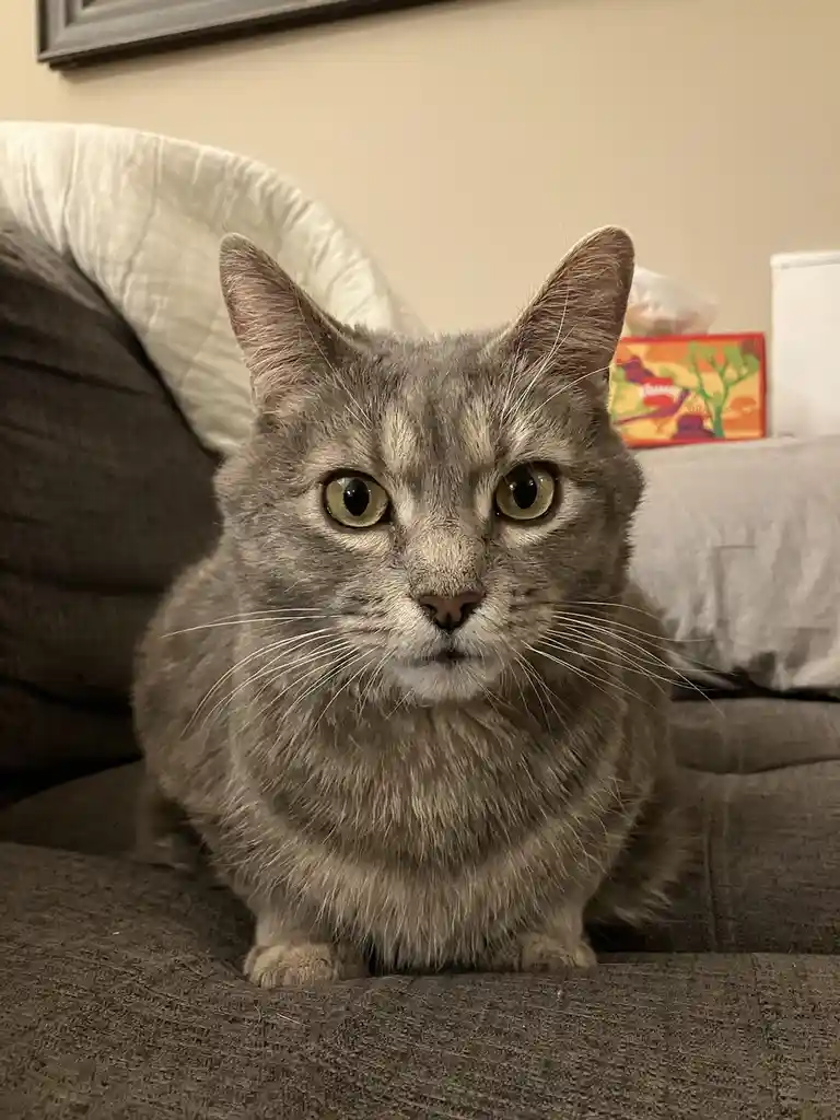 A gray tabby cat with wide, intense yellow eyes sits upright on a dark gray couch, staring directly at the camera with a…