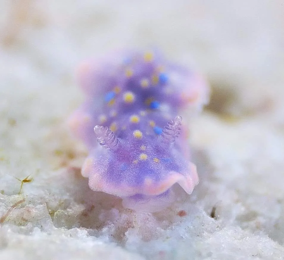 A close-up photo of a small, soft-bodied purple sea slug with yellow and blue spots, resting on a light-colored, textured…