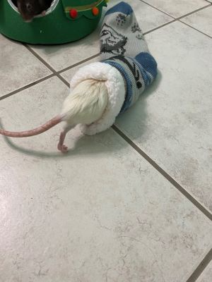 a white rat wearing a blue and grey patterned sock is lying on its back on a tiled floor, appearing to be resting or…