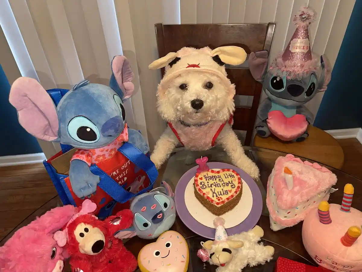 A small white fluffy dog wearing a pink bunny hat sits at a glass table surrounded by numerous Stitch plush toys and…