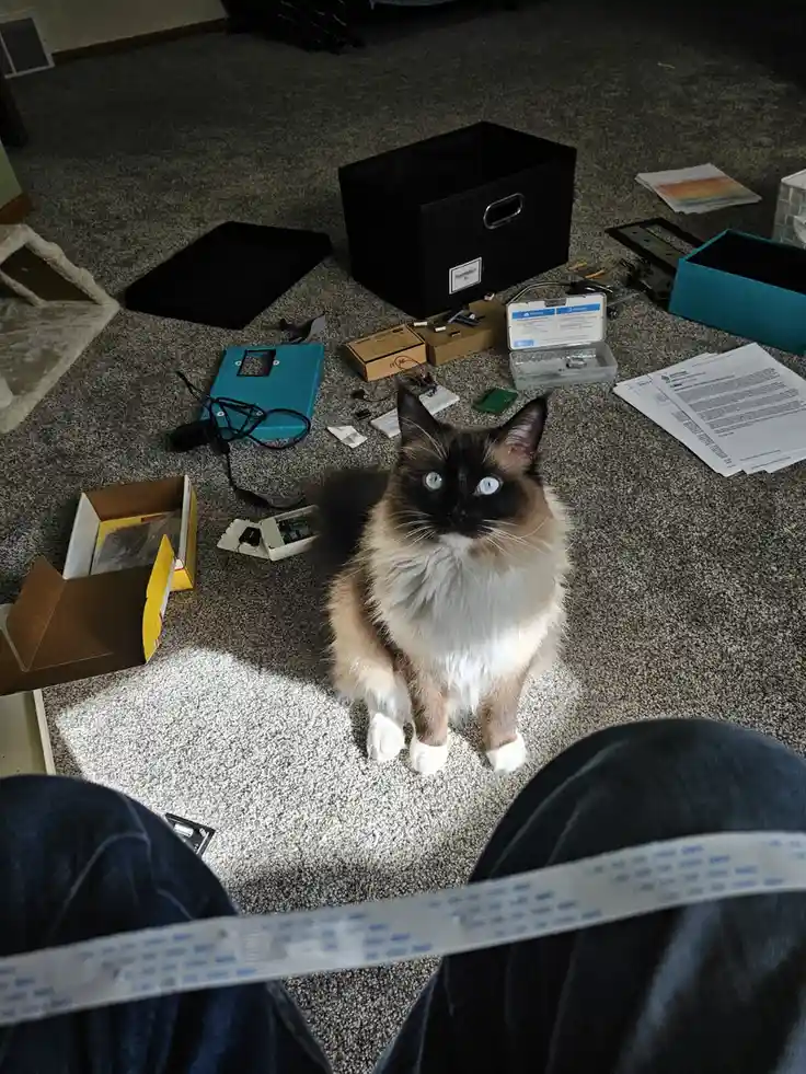 A fluffy, long-haired cat with striking blue eyes sits in the center of a carpeted floor surrounded by scattered…