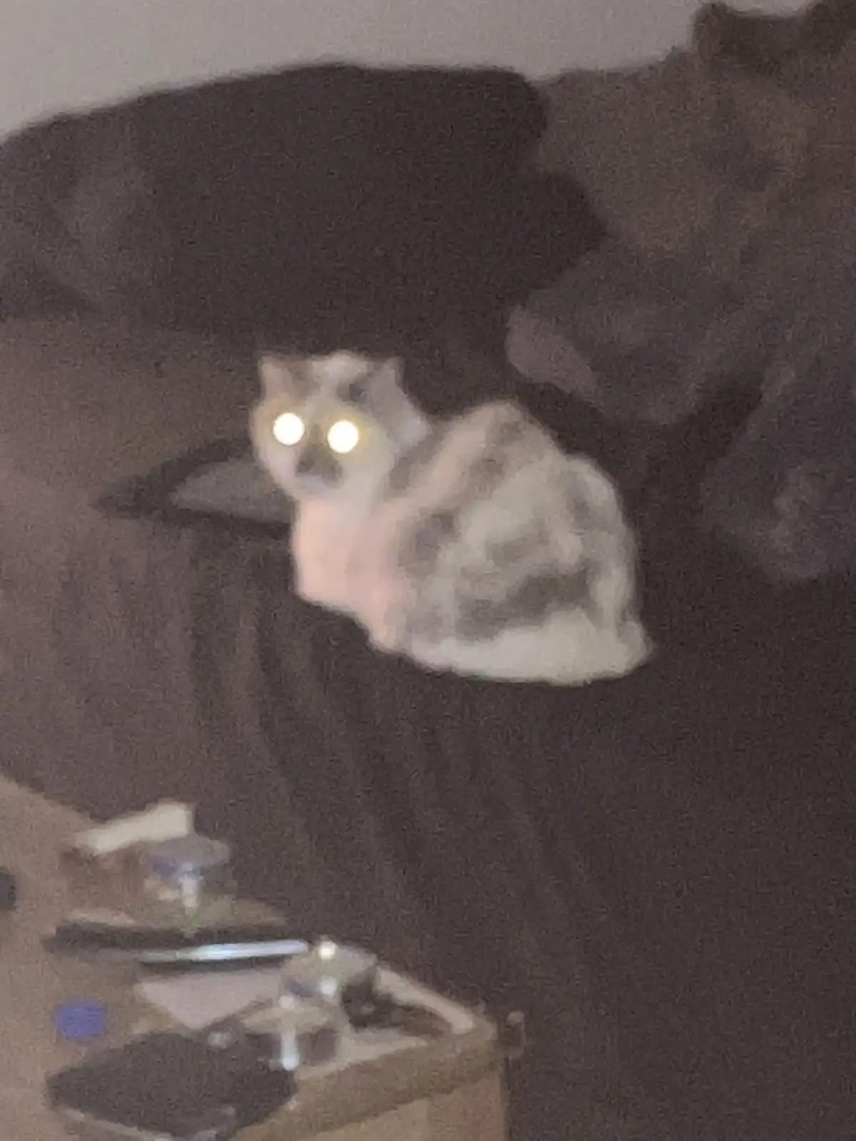 A blurry, low-light photo shows a light-colored cat sitting on a dark couch, its eyes glowing brightly due to camera flash…