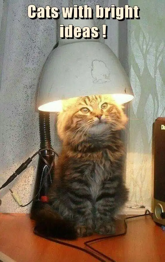 A fluffy tabby cat sits upright on a wooden desk, illuminated from above by a lit desk lamp whose shade is positioned…