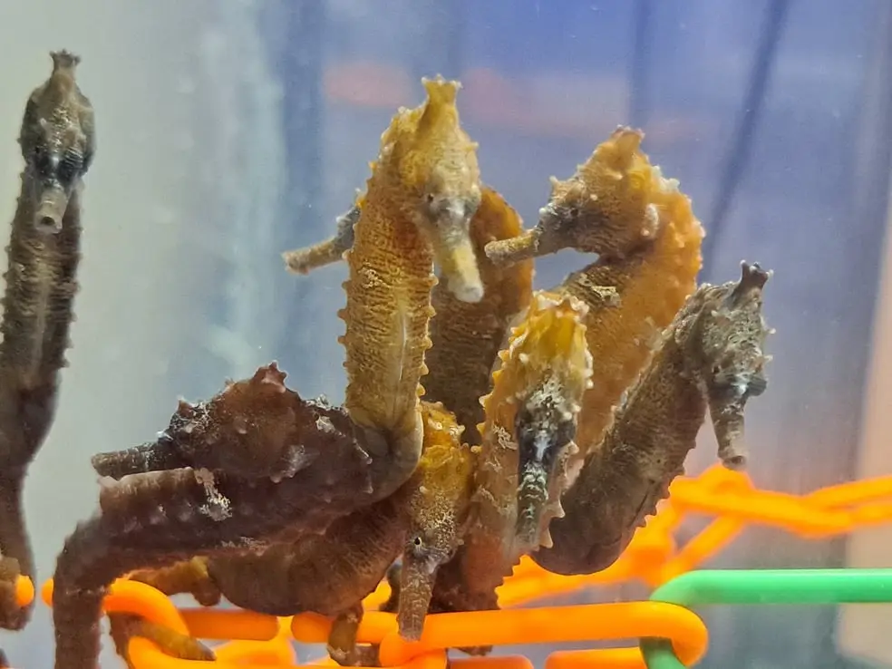 Several seahorses are visibly clinging to and intertwined around the bright orange and green plastic handles of a shopping…