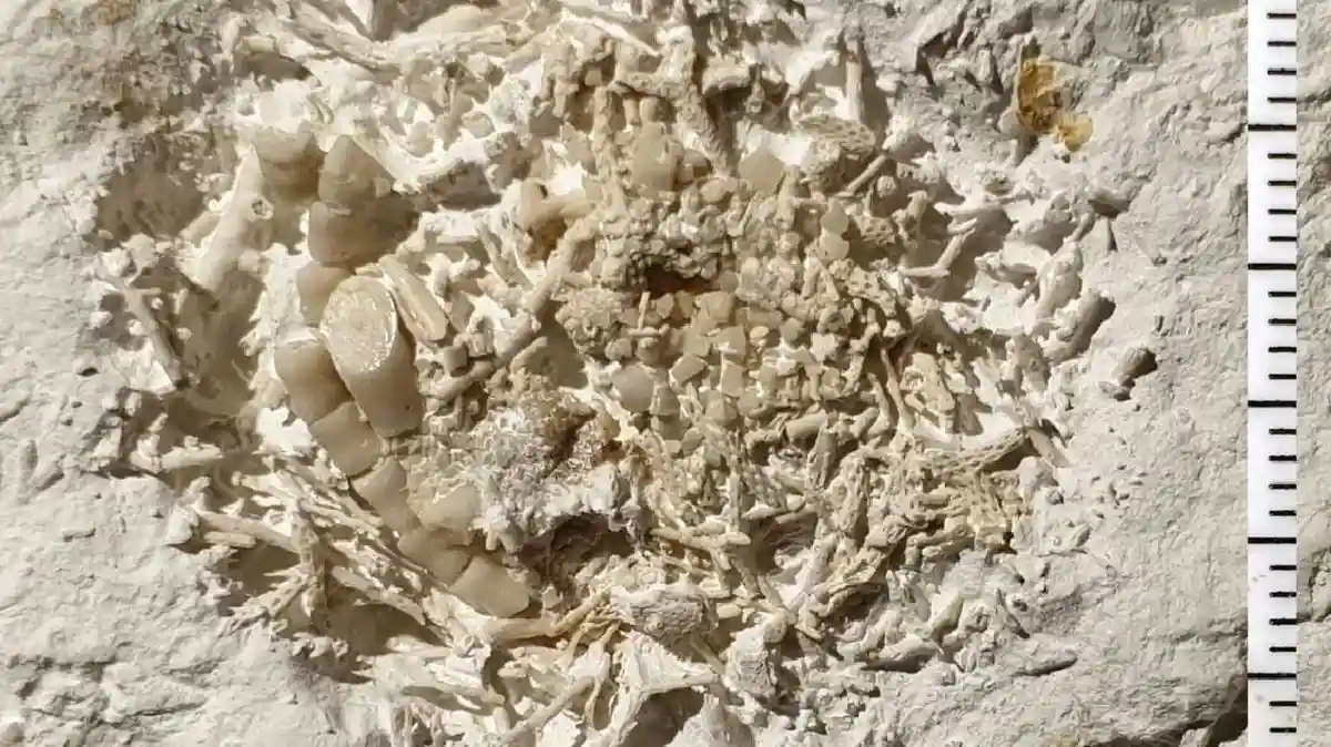 A close-up image shows a dense cluster of fossilized bones and teeth embedded in light-colored sedimentary rock, with a…