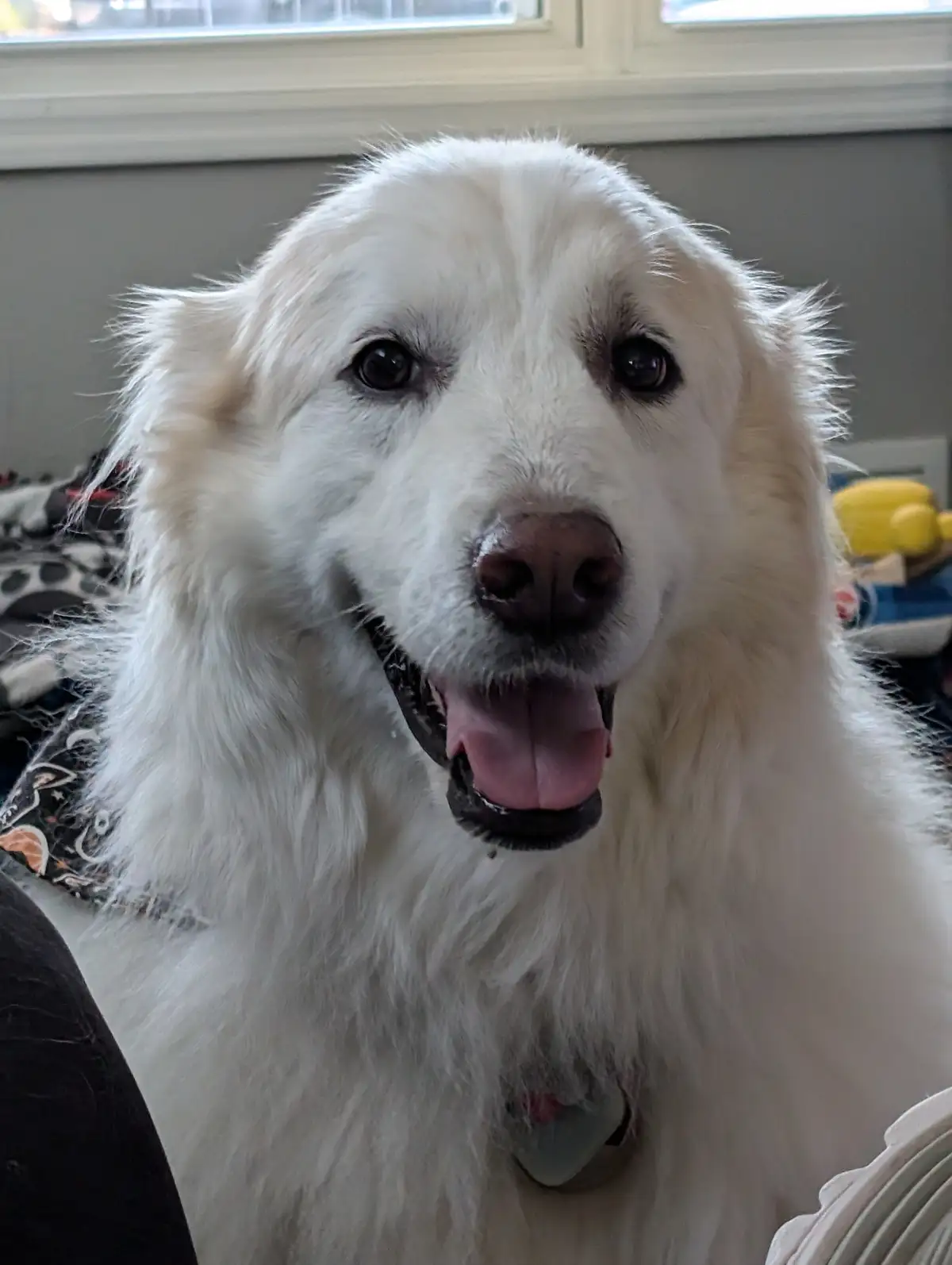 A close-up photo of a fluffy white dog with dark eyes and a pink tongue sticking out, looking directly at the camera. The…
