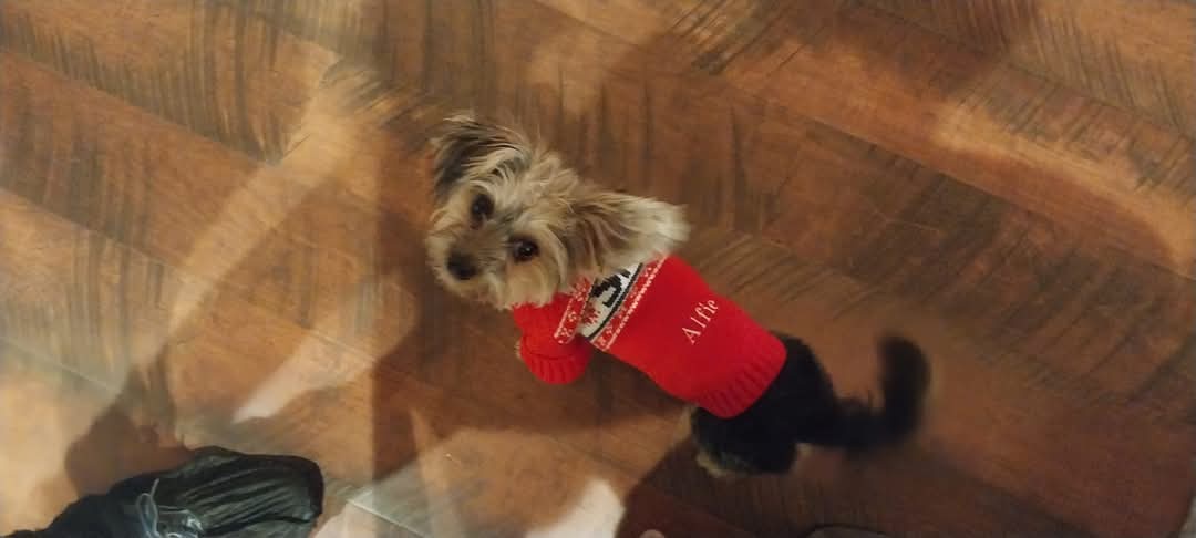 A small dog with fluffy light brown and black fur stands on a wooden floor, wearing a red knitted sweater with white and…
