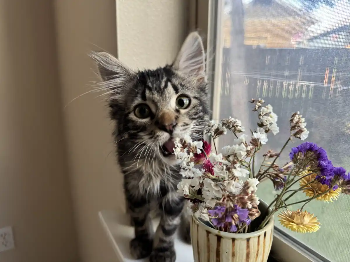 A fluffy tabby kitten with wide, startled eyes is standing on a windowsill next to a vase of dried flowers, its mouth open…
