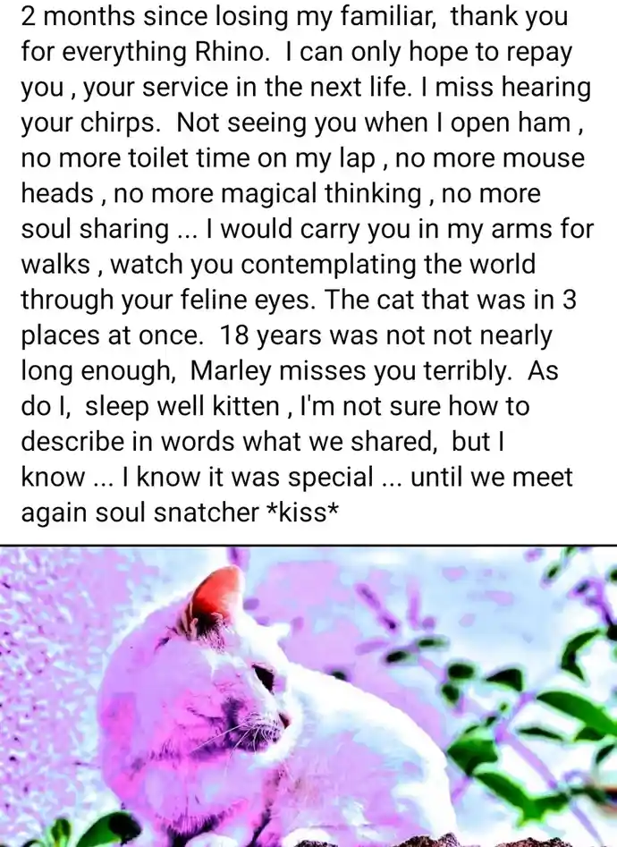A white cat with pinkish-purple tinted fur is shown in profile, sitting calmly against a blurred background of purple and…