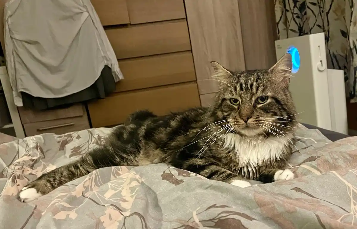 A tabby cat with white paws and chest lies on a patterned bedspread, looking directly at the camera with a bored expression…