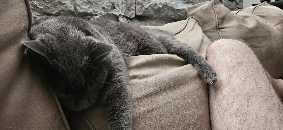 A gray cat is sleeping soundly on a beige couch, its head resting on the cushion and one paw draped over the armrest next to…