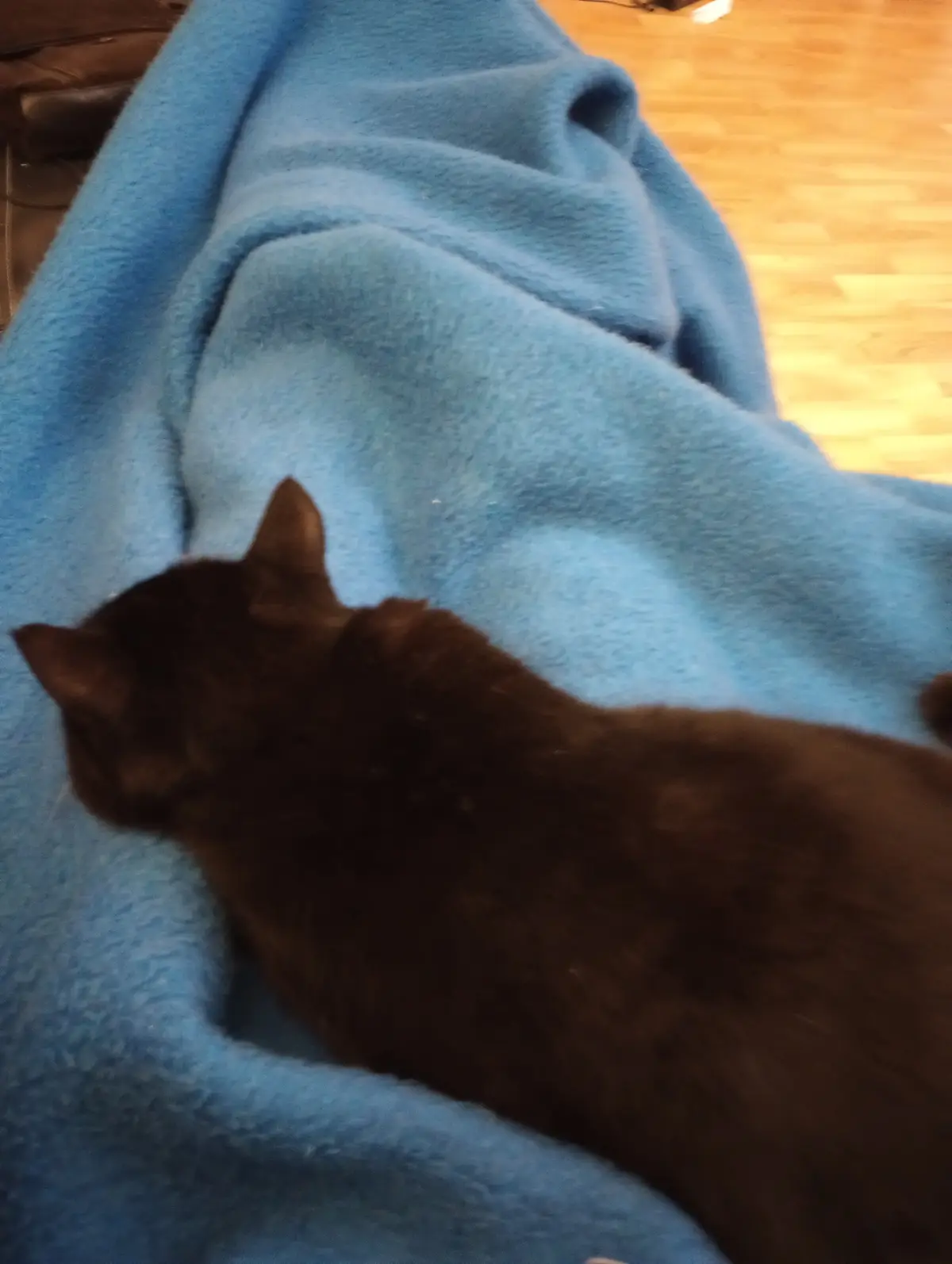 A dark brown cat is lying on a blue fleece blanket, appearing to be resting or sleeping. The cat's body is mostly visible…