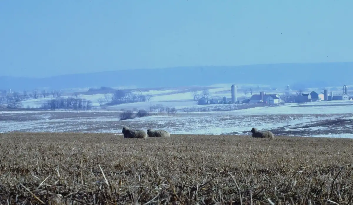 A vintage photograph shows three sheep resting in a snowy, rural field with farm buildings and silos in the distance under a…