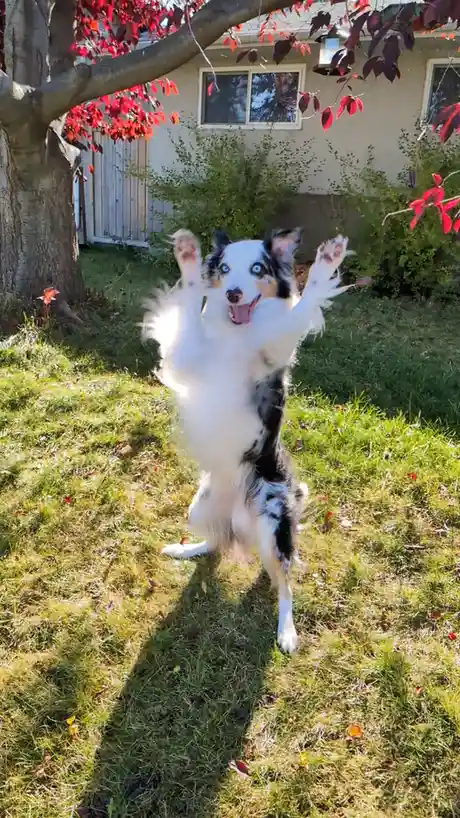 A joyful Australian Shepherd dog with blue eyes stands on its hind legs in a grassy yard, front paws raised in excitement…