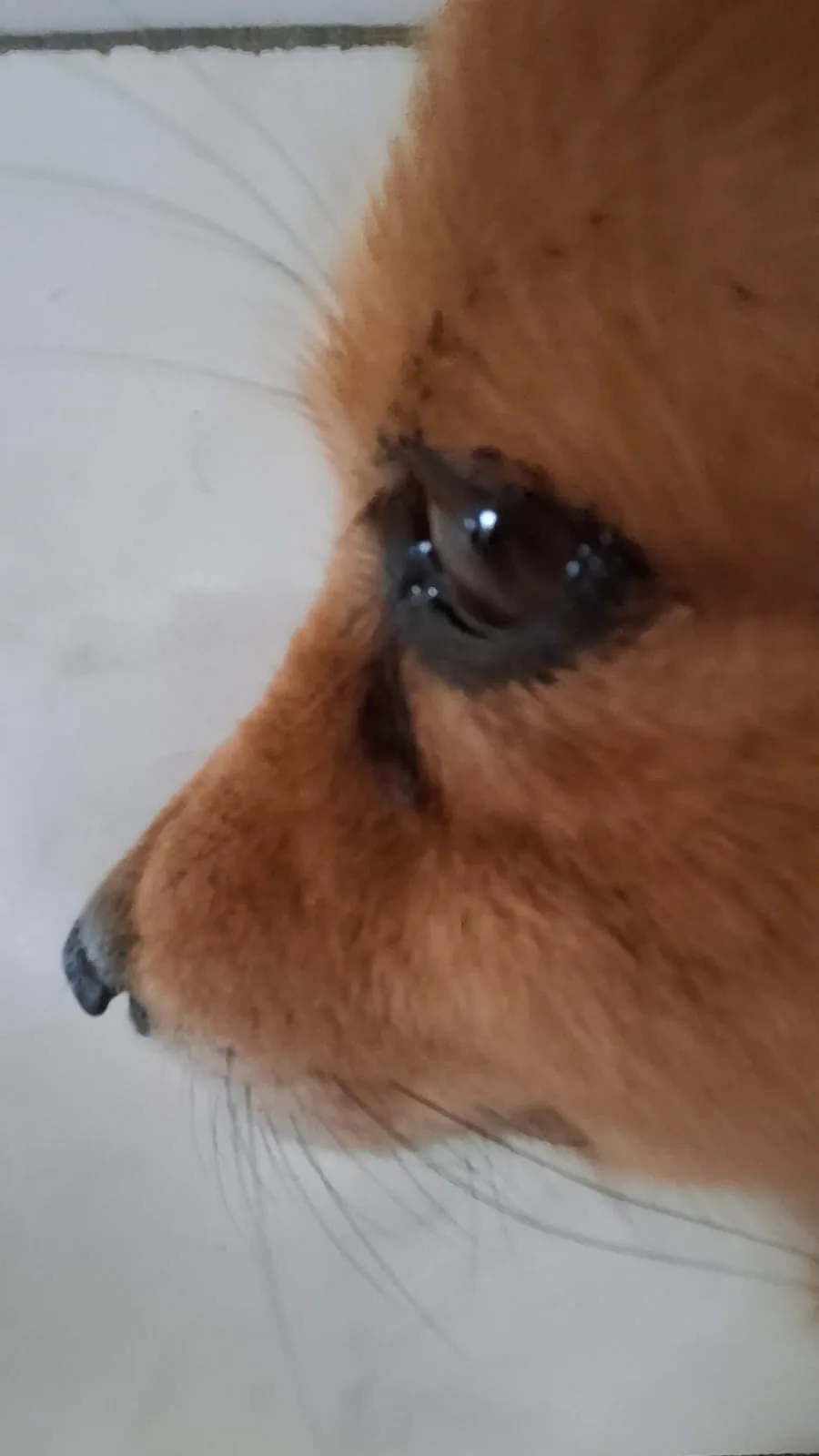A close-up photo of a fluffy reddish-brown dog's face, focusing on its tear-filled eye and wet nose, with the overlaid text…