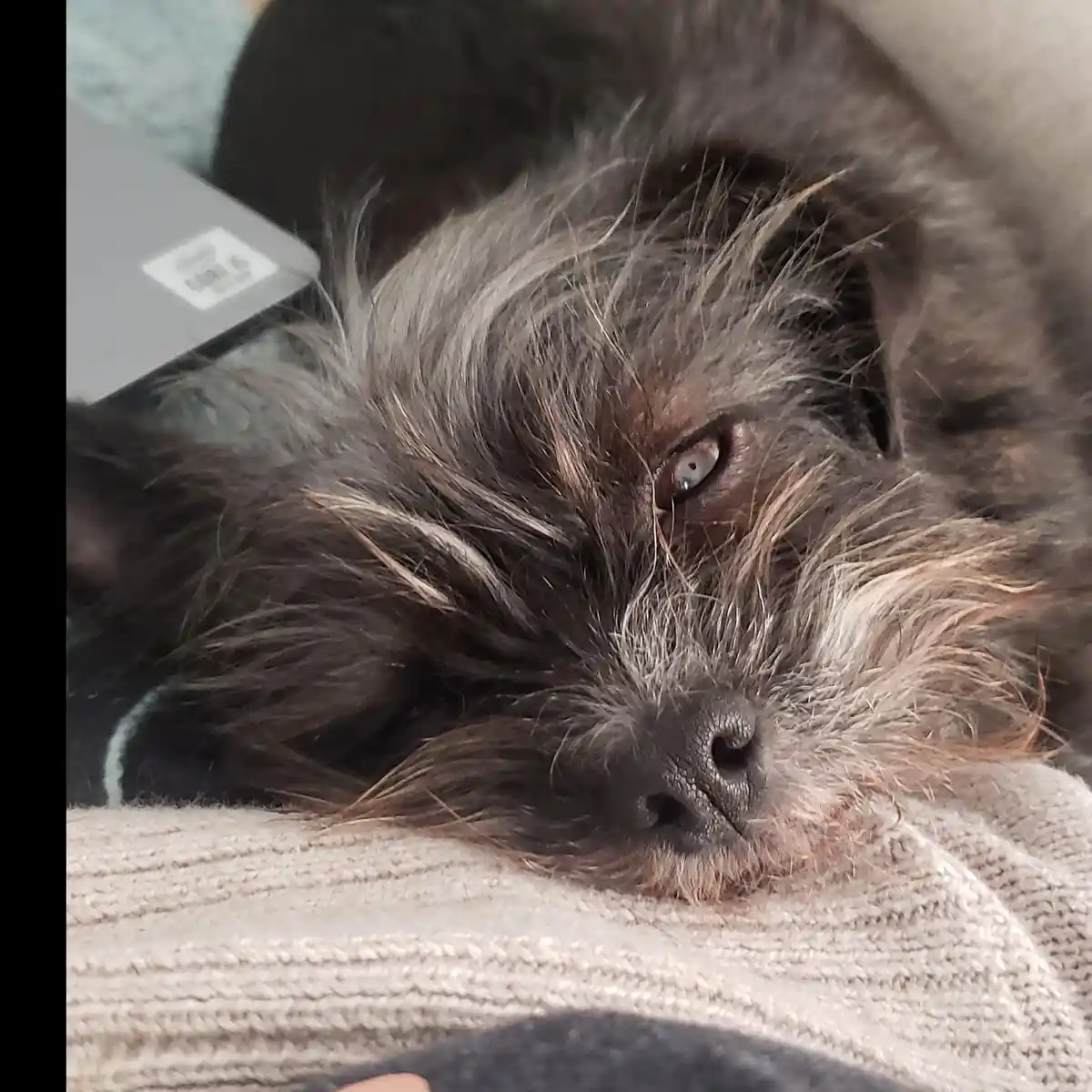 A close-up of a scruffy, dark-furred dog with one visible eye looking tiredly at the camera, resting its head on a textured…