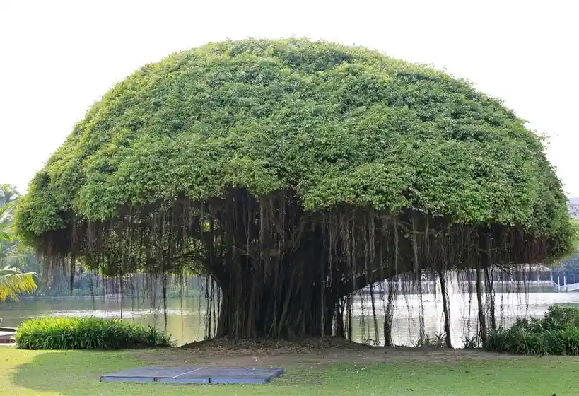 a large, lush green tree with a wide, dome-shaped canopy and numerous hanging aerial roots stands beside a body of water…