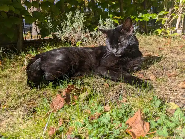 Meet Georgi: The Dazzling Cat