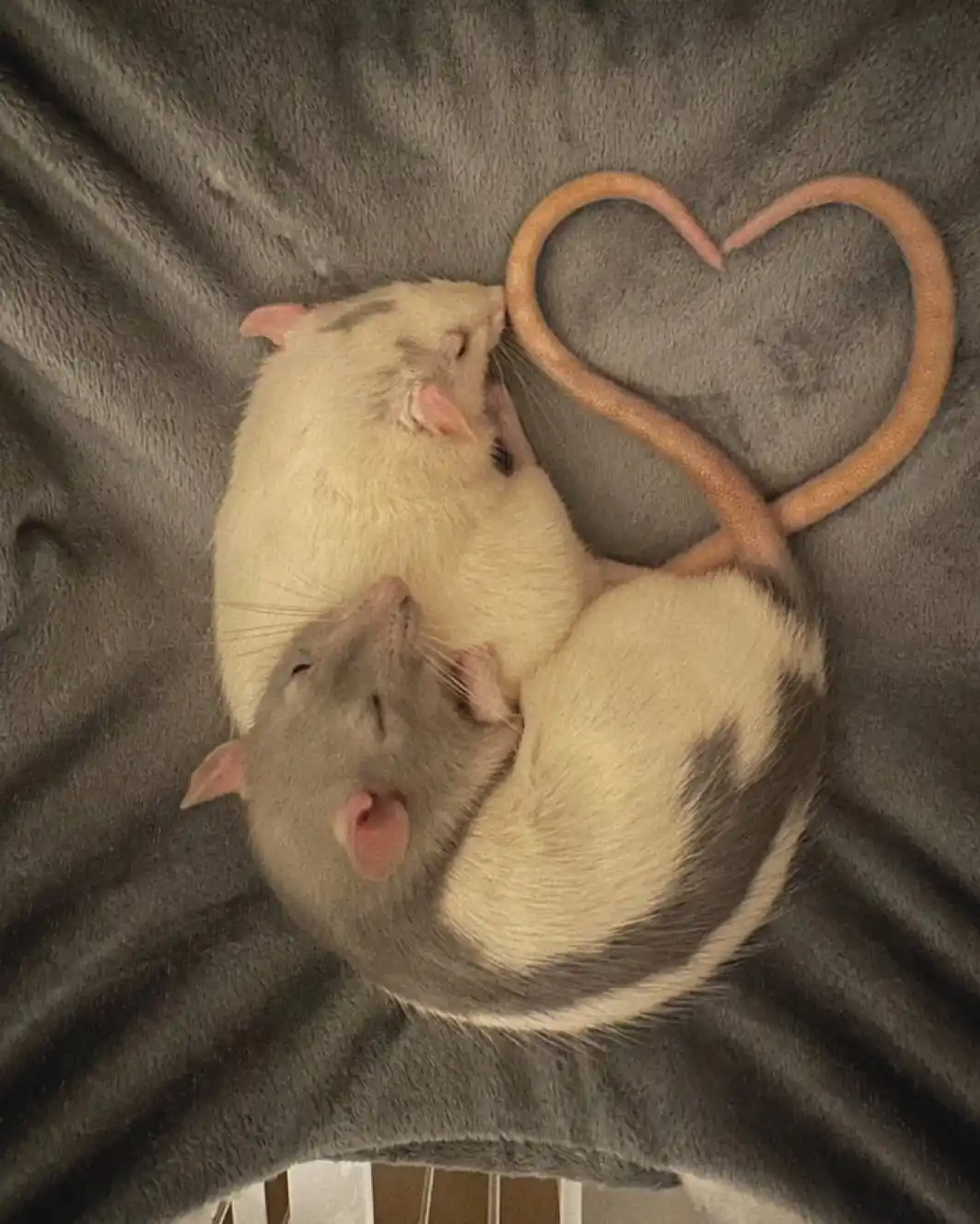 Two rats are curled up together on a gray blanket, their tails intertwined to form a heart shape. The rat on top is mostly…