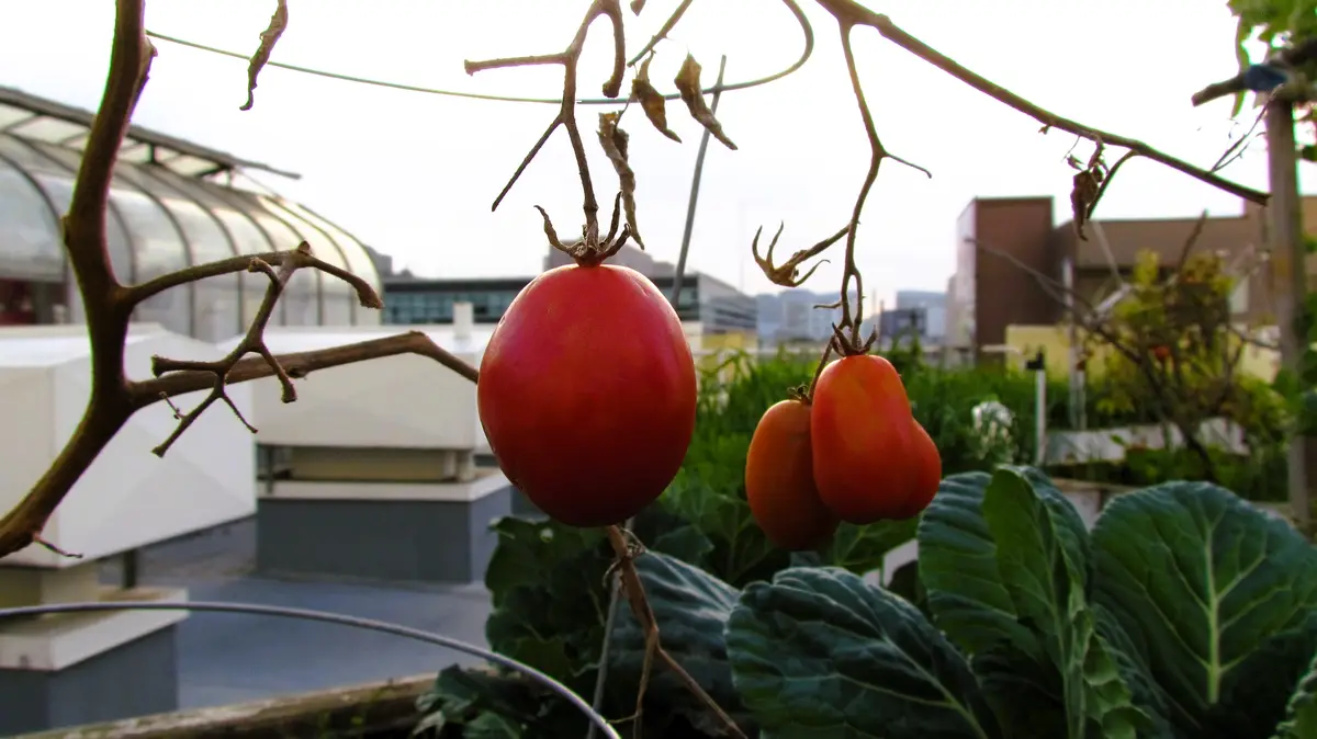 A close-up photo of ripe red tomatoes growing on a vine in an urban rooftop garden, with city buildings and a greenhouse…