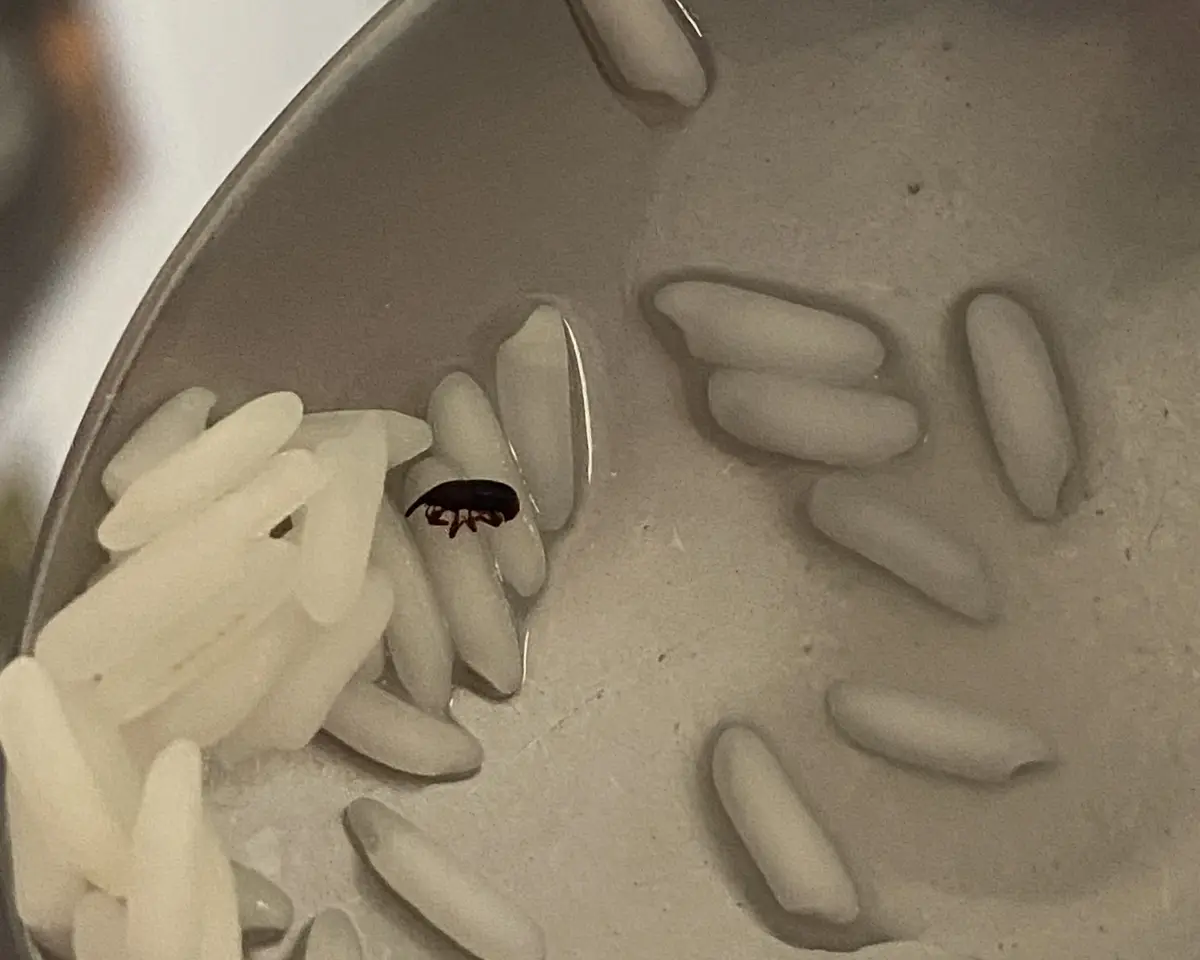 A close-up photo shows a small dark brown rice weevil nestled among white, uncooked rice grains in a ceramic bowl. The…