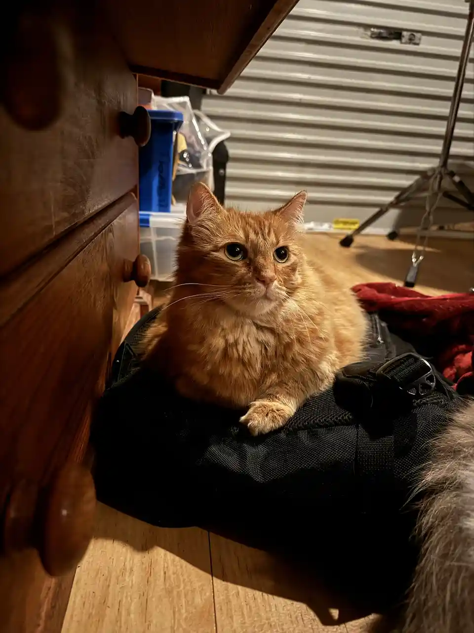 An orange tabby cat with green eyes sits regally atop a black backpack on a wooden floor, next to a wooden dresser with…