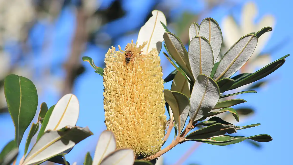 Discovering the Beauty of Banksia: The Letter B