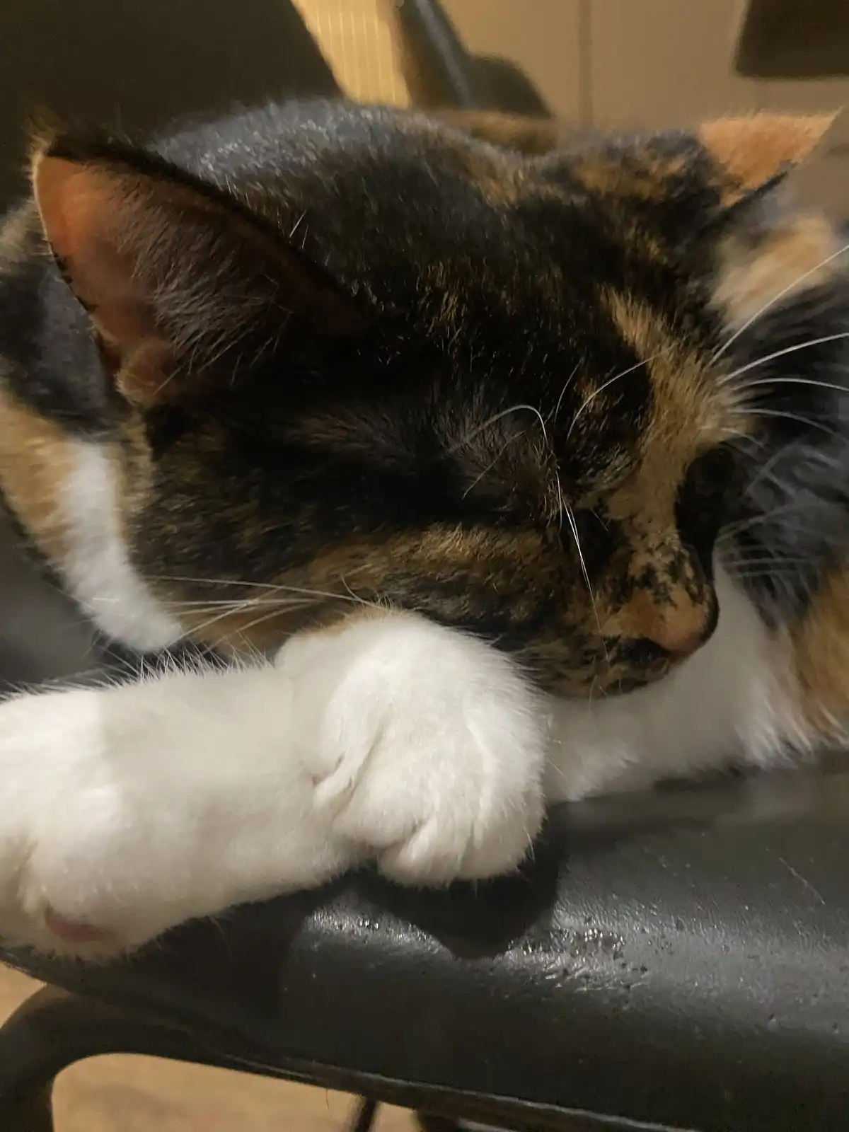 A close-up photo of a calico cat with black, orange, and white fur, resting its head on a black chair while one white paw is…