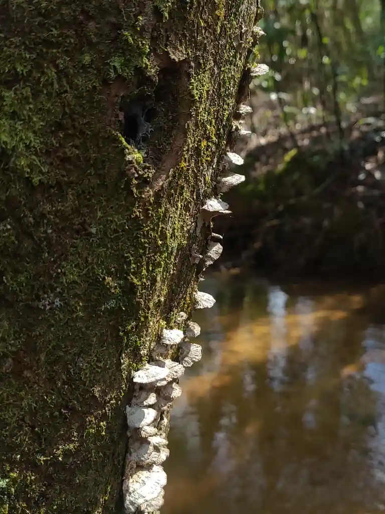 A close-up photo shows a moss-covered tree trunk with a row of small, white, shelf-like fungi growing vertically along its…