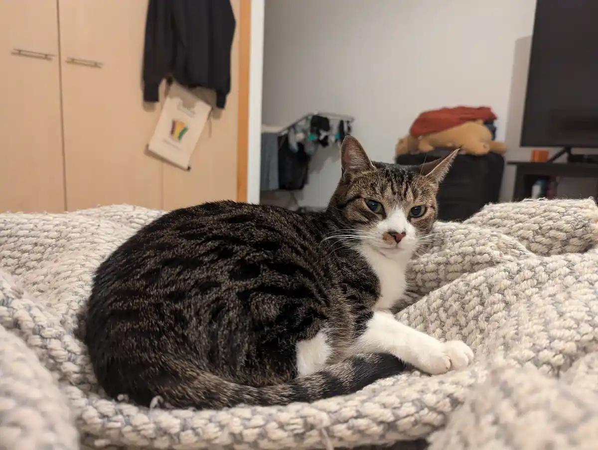 A tabby and white cat with green eyes is curled up on a thick, textured gray and white blanket, looking directly at the…