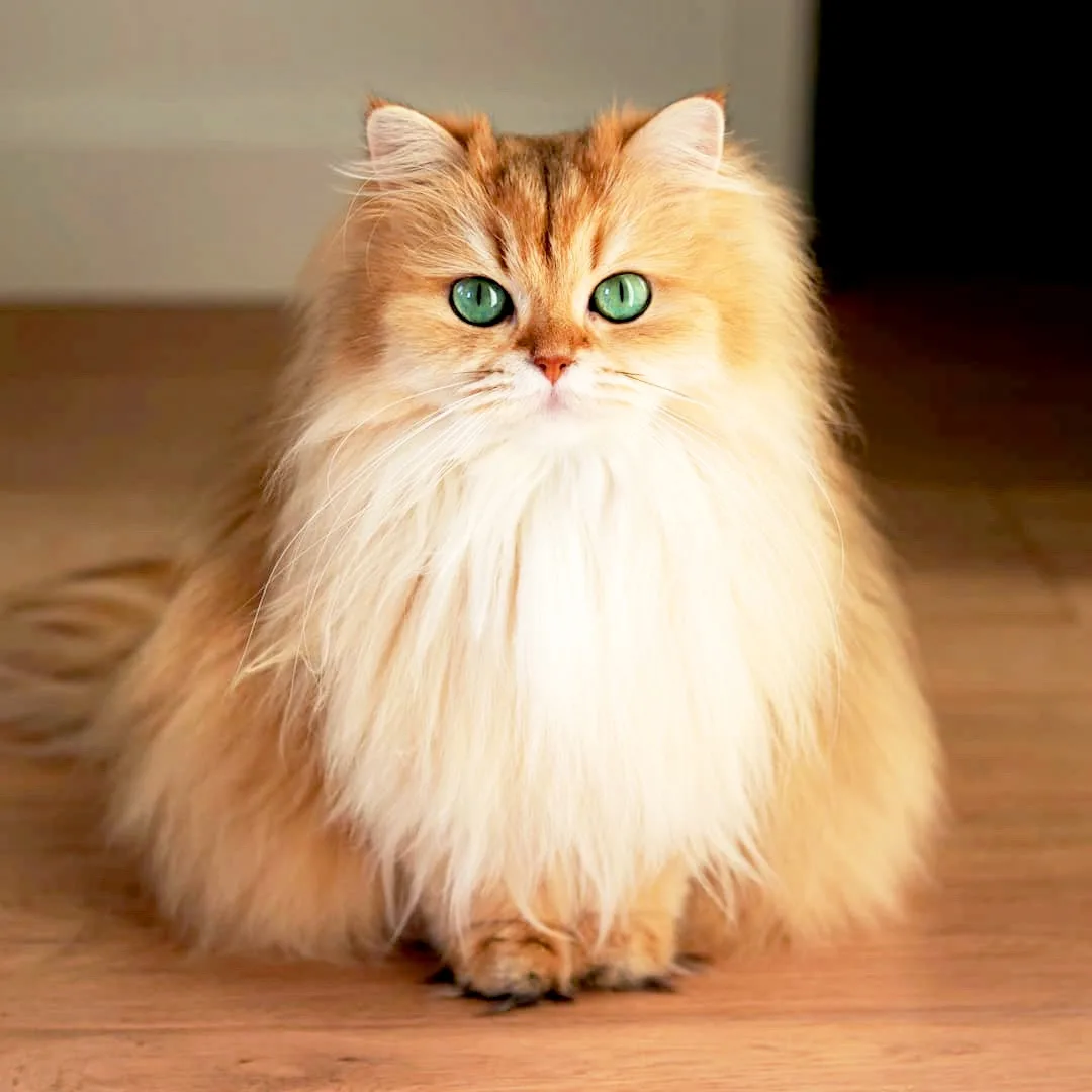 A fluffy, long-haired cat with striking green eyes and a prominent white ruff around its neck sits upright on a wooden…