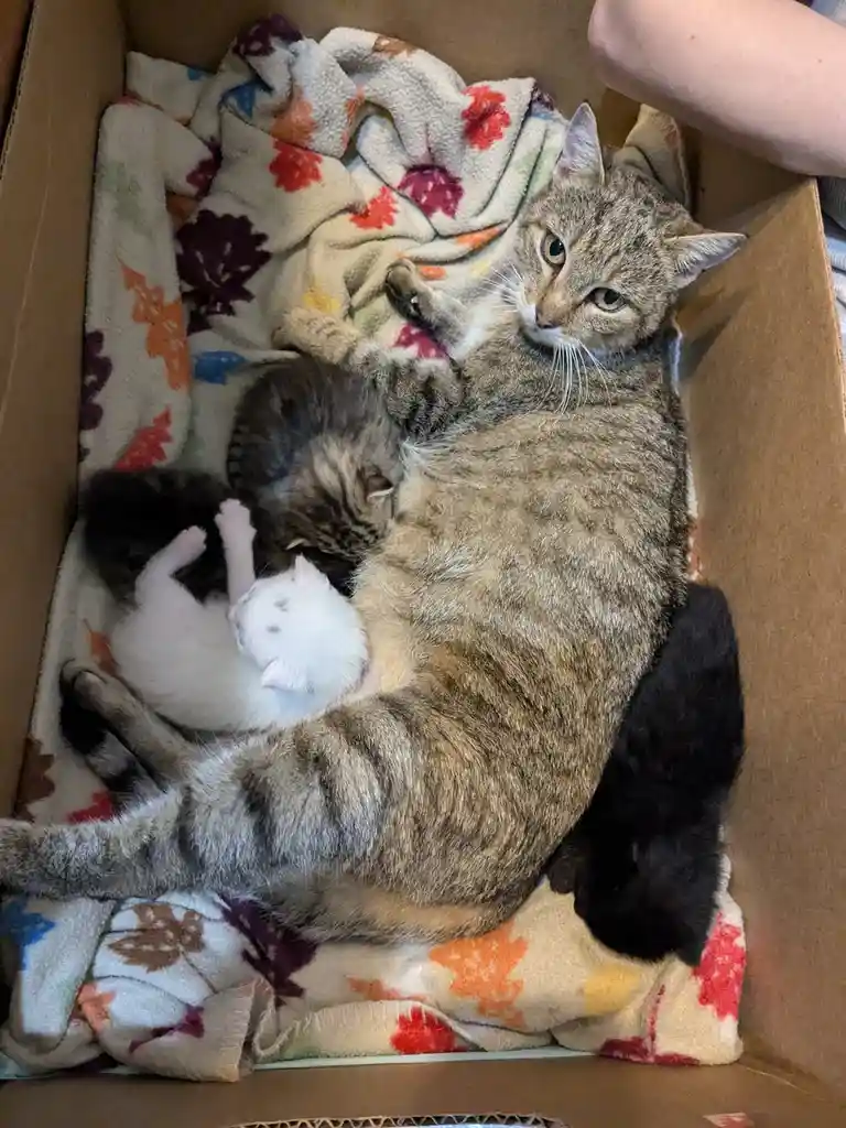 Single Mother of Four: Raising Future Little Rebels
