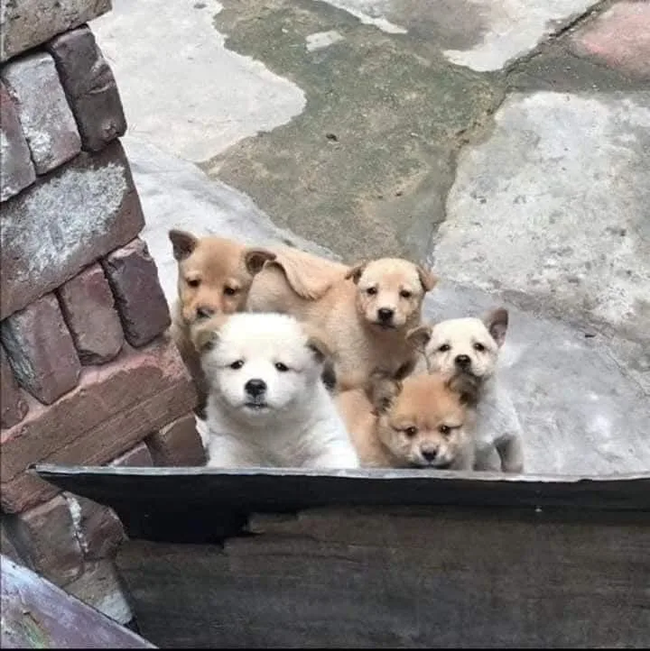 Five small puppies of various light brown and white colors are huddled together in a shallow, dark metal container next to a…