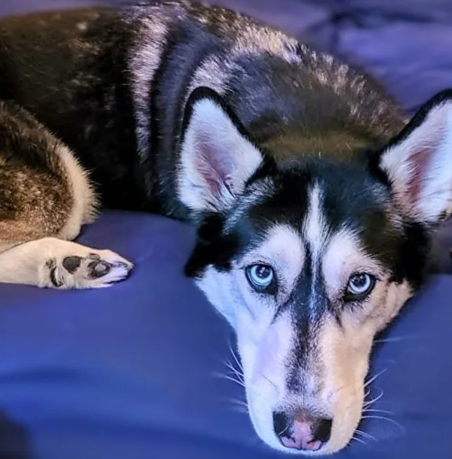 A close-up photo of a husky dog lying on a blue surface, looking directly at the camera with large, expressive blue eyes…