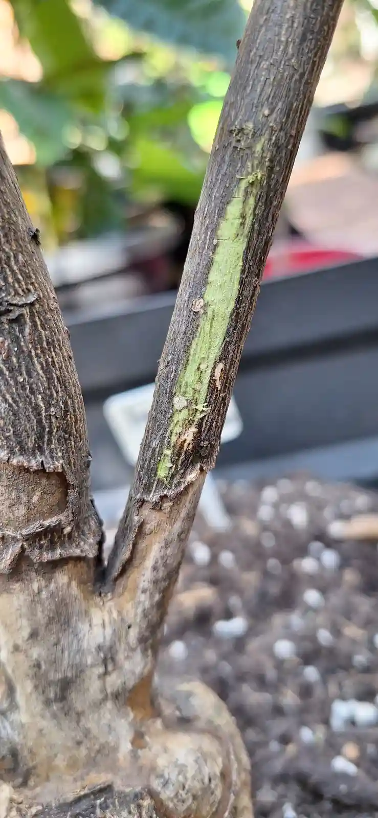 A close-up photo shows a plant stem with its bark partially stripped away, revealing a bright green inner layer beneath the…