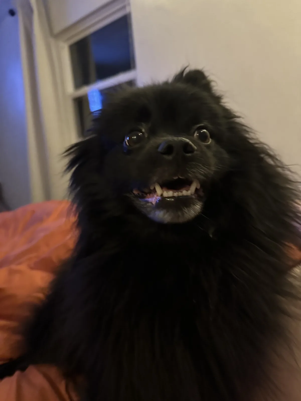 A close-up photo of a fluffy black dog with wide, startled eyes and an open mouth showing teeth, looking directly at the…