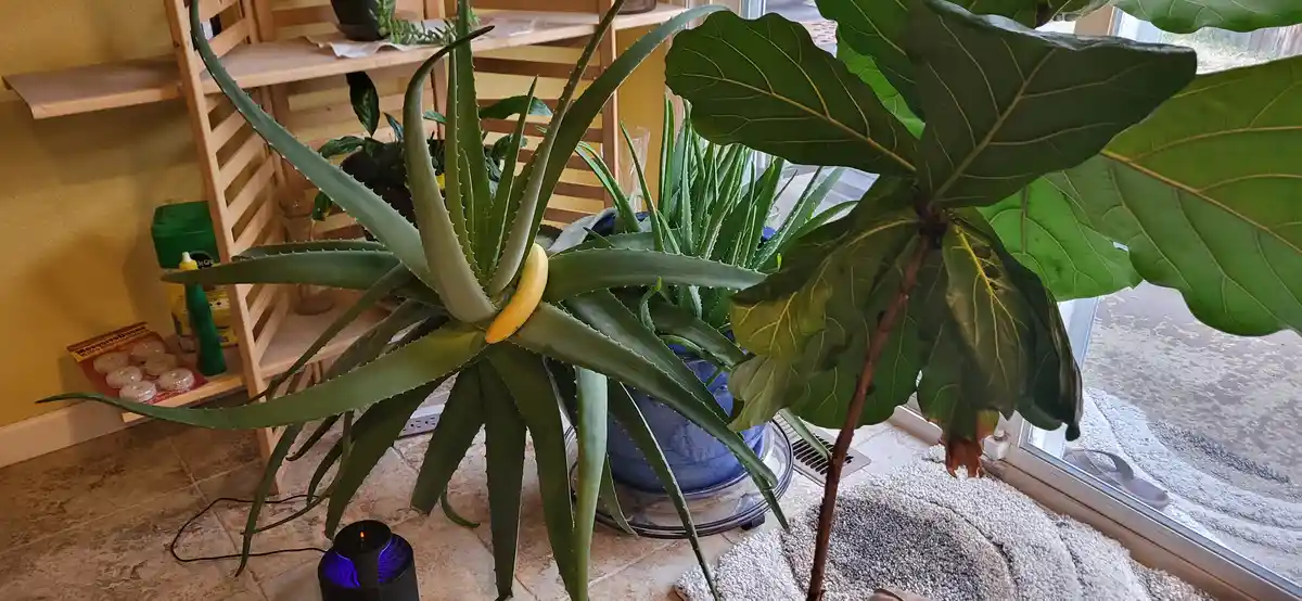 A ripe yellow banana is stuck between the spiky green leaves of a large aloe vera plant, which sits on a tiled floor next to…