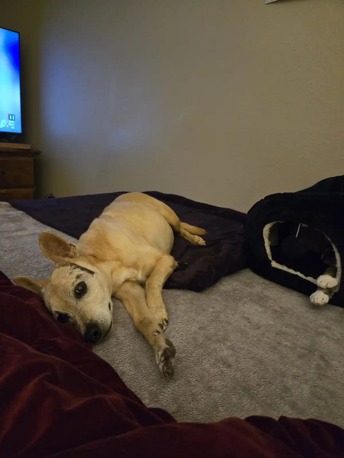 A Dramatic Plummet from the Cat Bed!