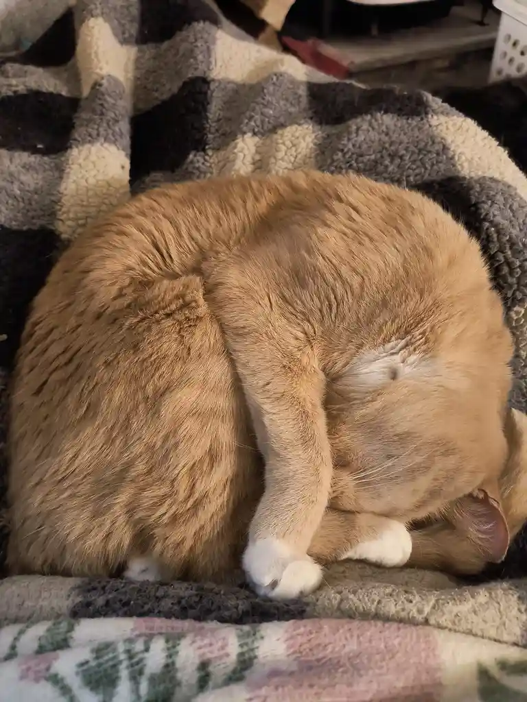 An orange tabby cat is curled into a tight, compact ball while sleeping on a plaid blanket, with its tail wrapped around its…