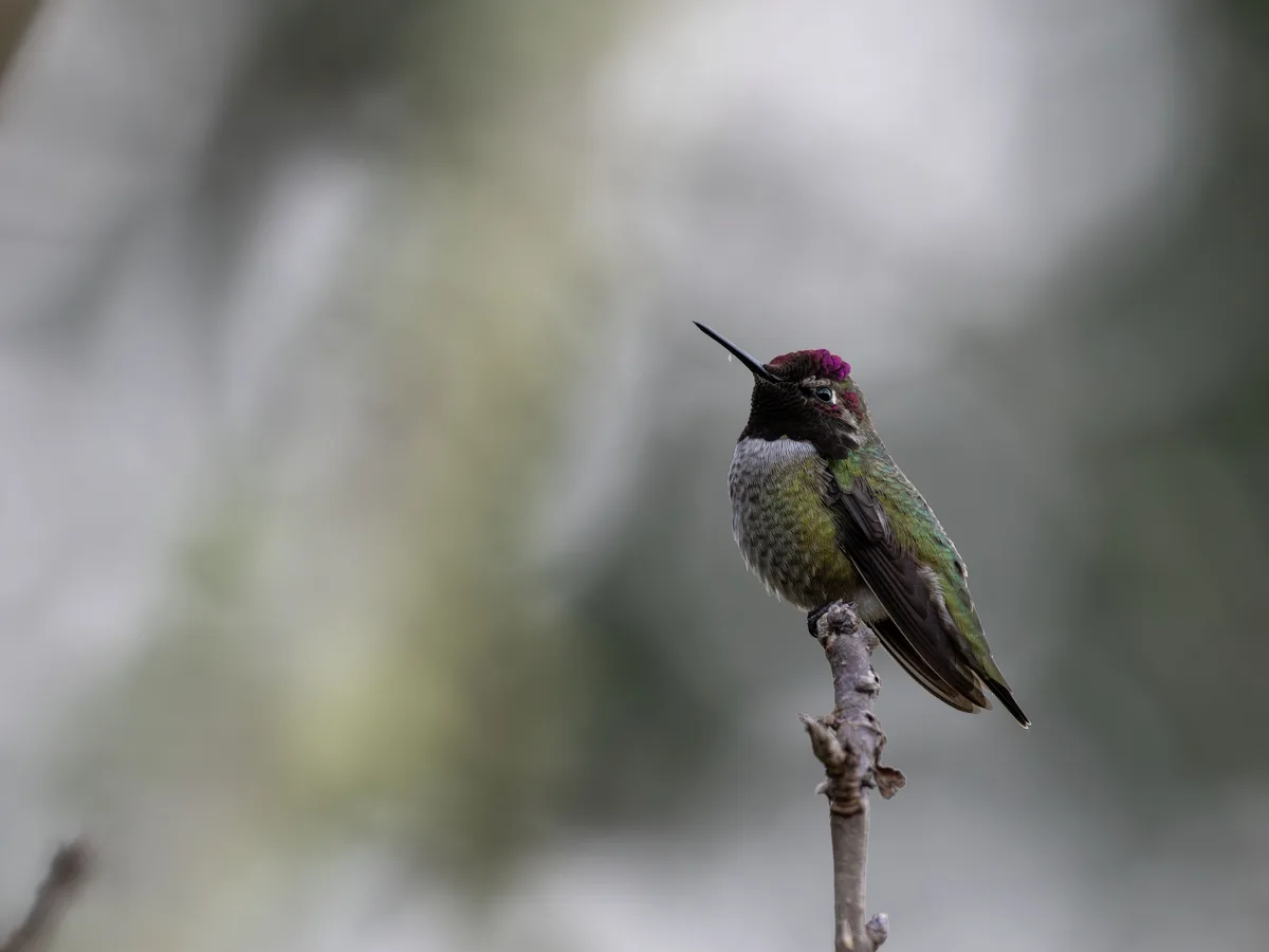 A small hummingbird with iridescent green feathers and a purple crown perches on a thin branch, looking upward with a single…