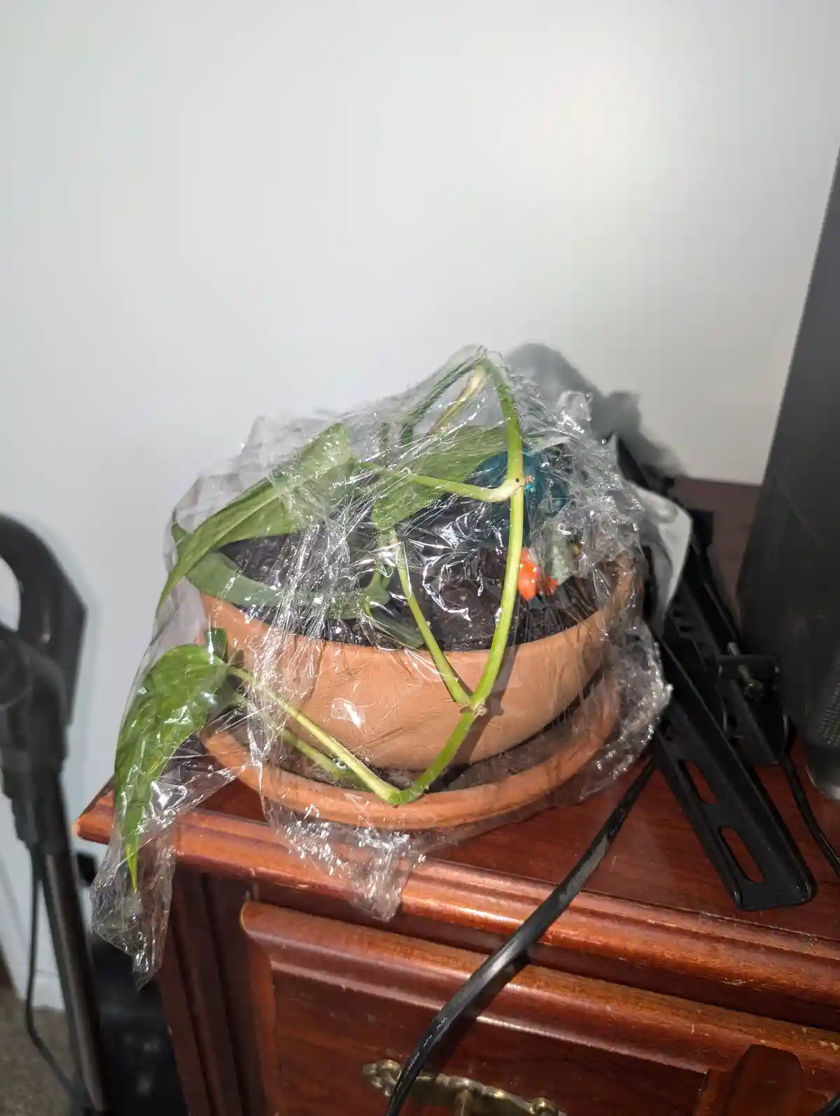 A potted houseplant with green leaves and stems is entirely covered in crinkled clear plastic wrap, sitting on a wooden…