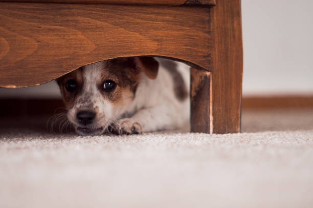 a small white and brown dog with large dark eyes is peeking out from under a wooden piece of furniture, lying on a…