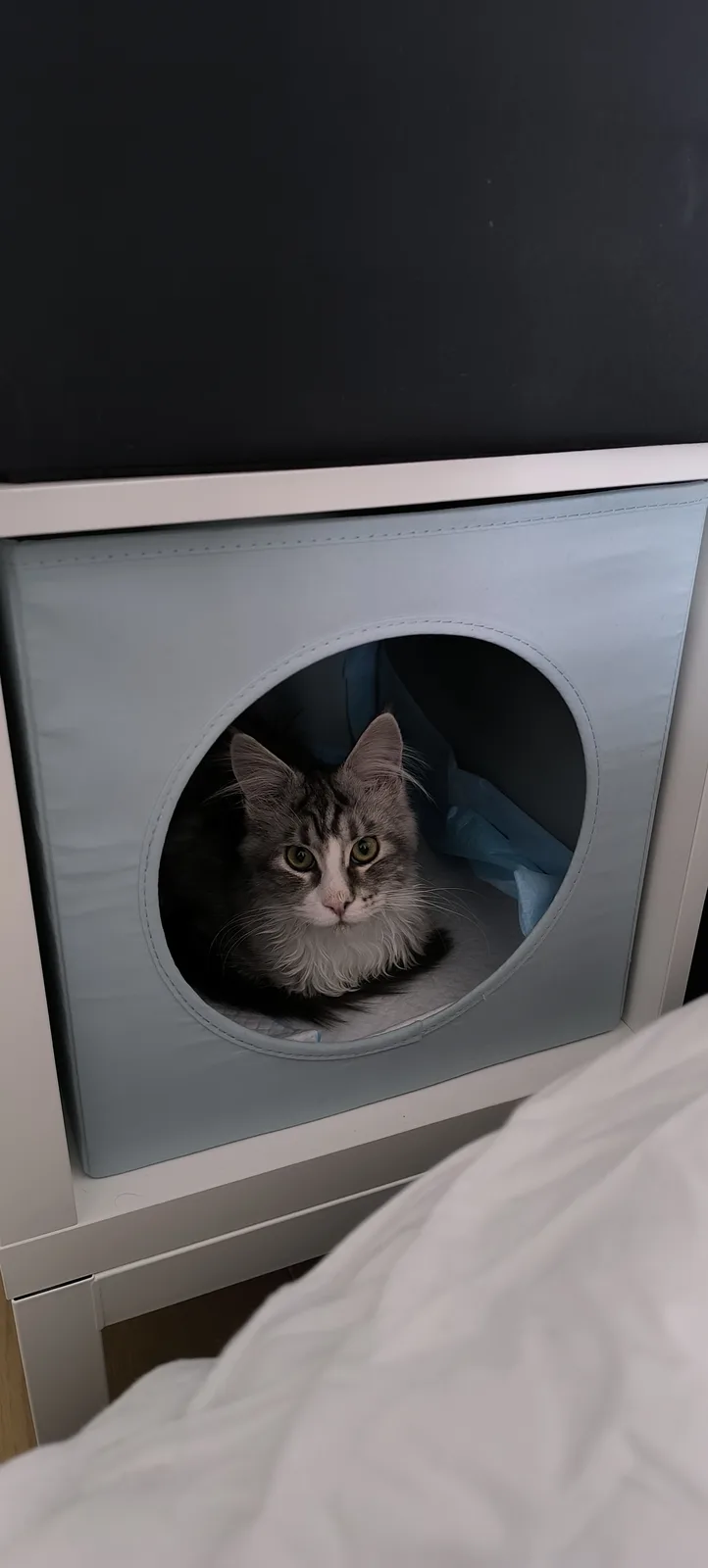 A fluffy gray and white cat with green eyes peers out from a round opening in a light blue fabric cat bed or tunnel, which…