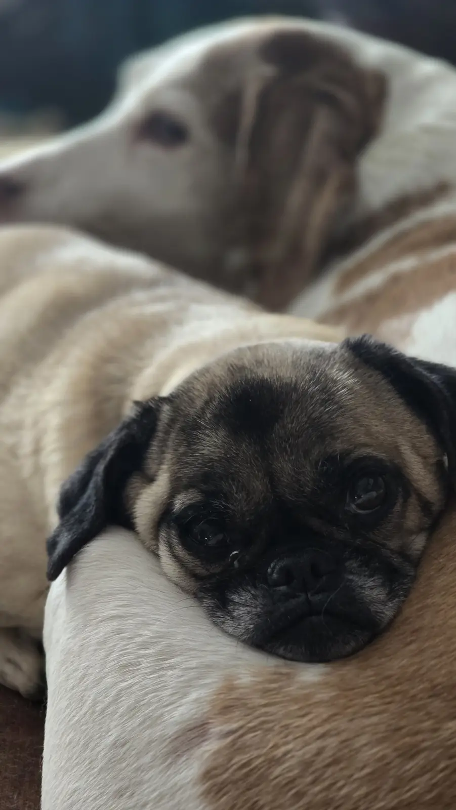 A close-up photo shows a small pug puppy with large, sad eyes and a tear on its cheek, resting its head on the shoulder of a…