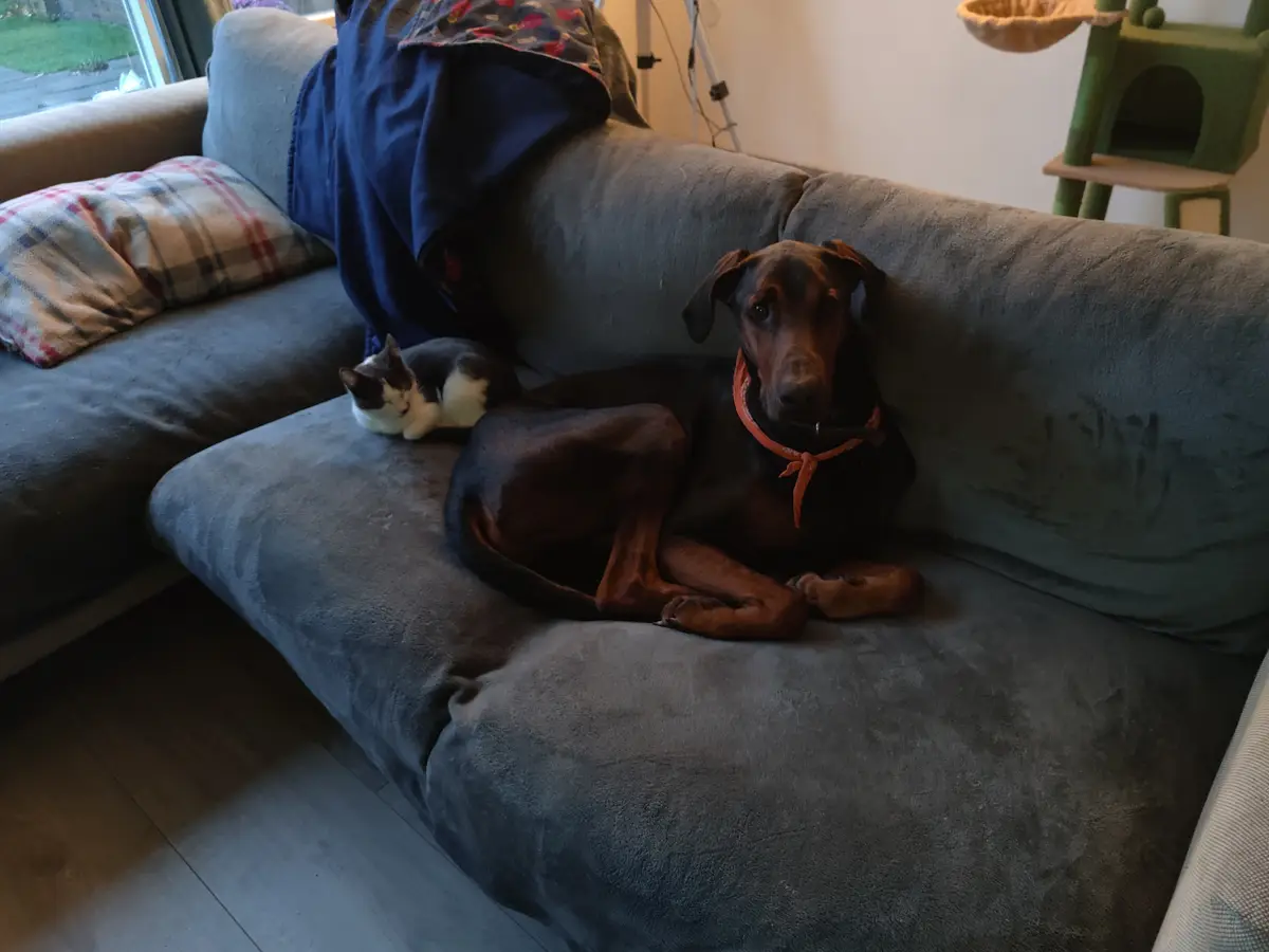A large black and tan dog with an orange bandana sits alertly on a gray couch, looking directly at the camera, while a small…